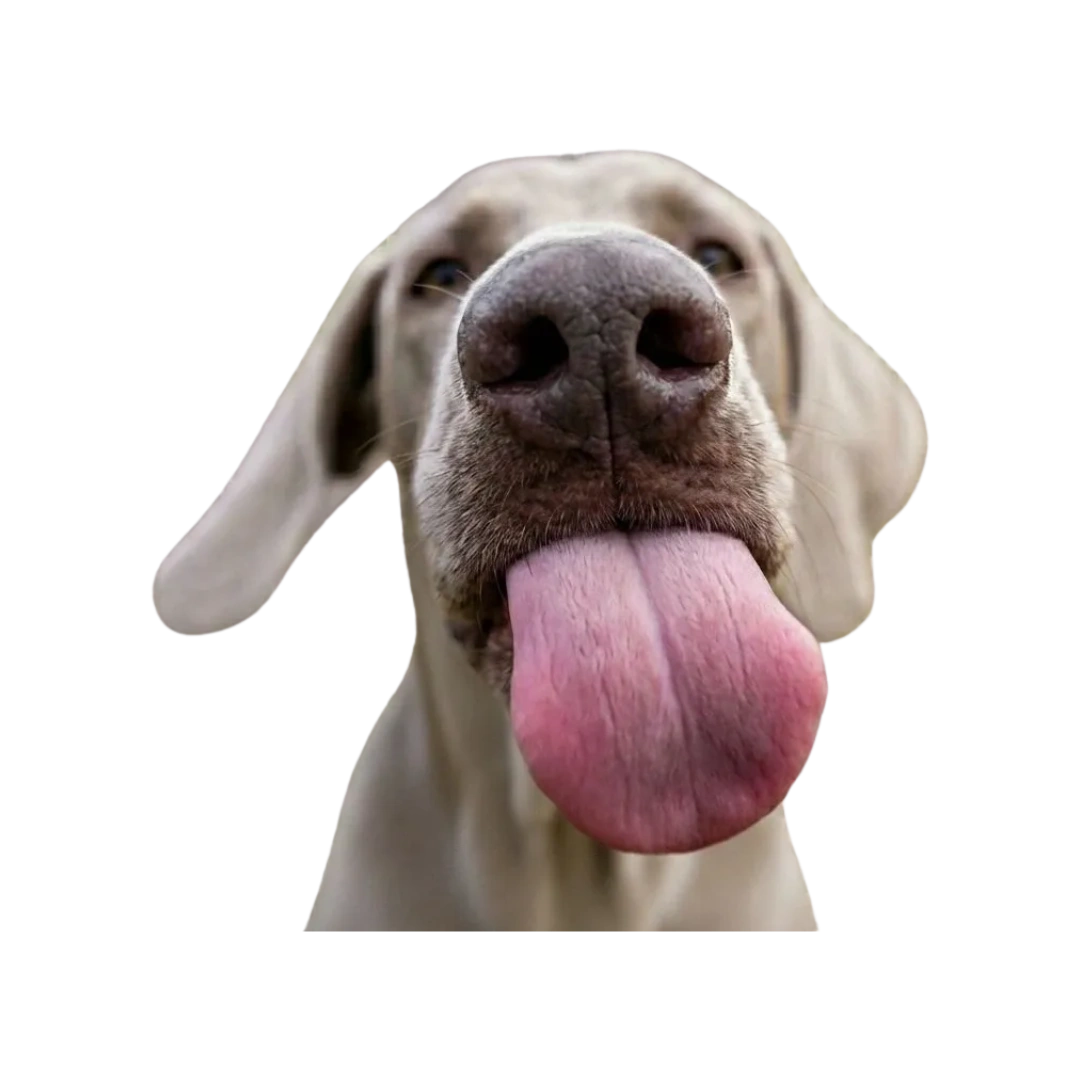 Head of Weimaraner with a big, pink tongue licking your face