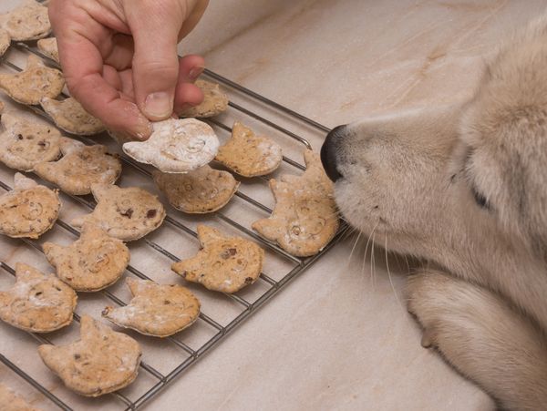 Husky dog wants homemade dog biscuits on oven grill
