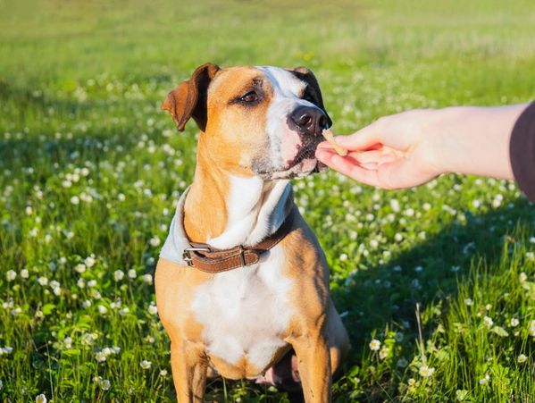 Giving a treat to a dog outdoors. Human hand giving food to a puppy in green field