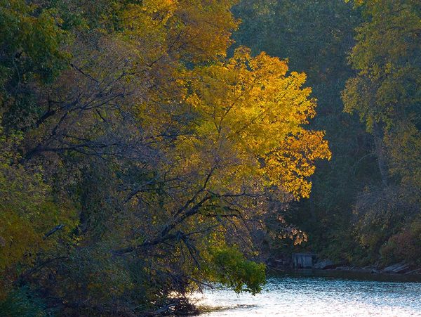 A vibrant yellow tree illuminated by sunlight beside a calm river in a forest.