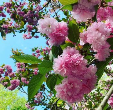 Pink cherry blossoms in full bloom against a blue sky.