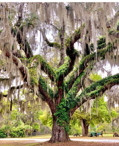 A large tree with hanging moss and green vines in a serene park.