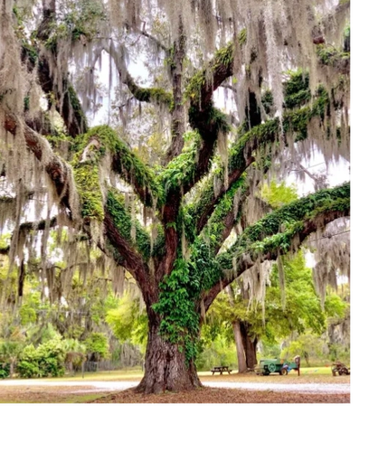 Large tree covered in moss and vines.