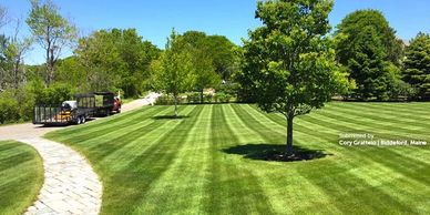 A neatly mowed lawn with striped patterns and a tree in the center.