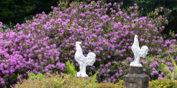 Cockerel Statues in Garden