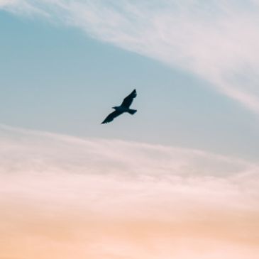 Silhouette of a bird flying against a pastel sky.