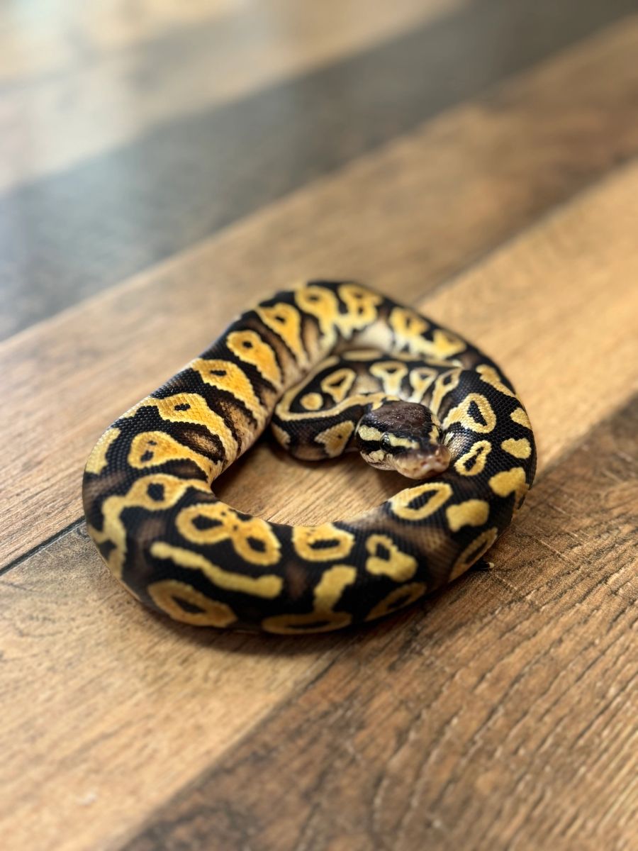 Juvenile Male Pastel Ball Python
