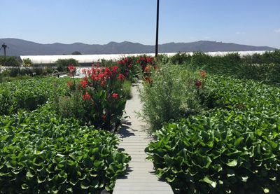 Limoneira's Eco Lake Wastewater Treatment System currently treating 180,000 gallons of water daily.