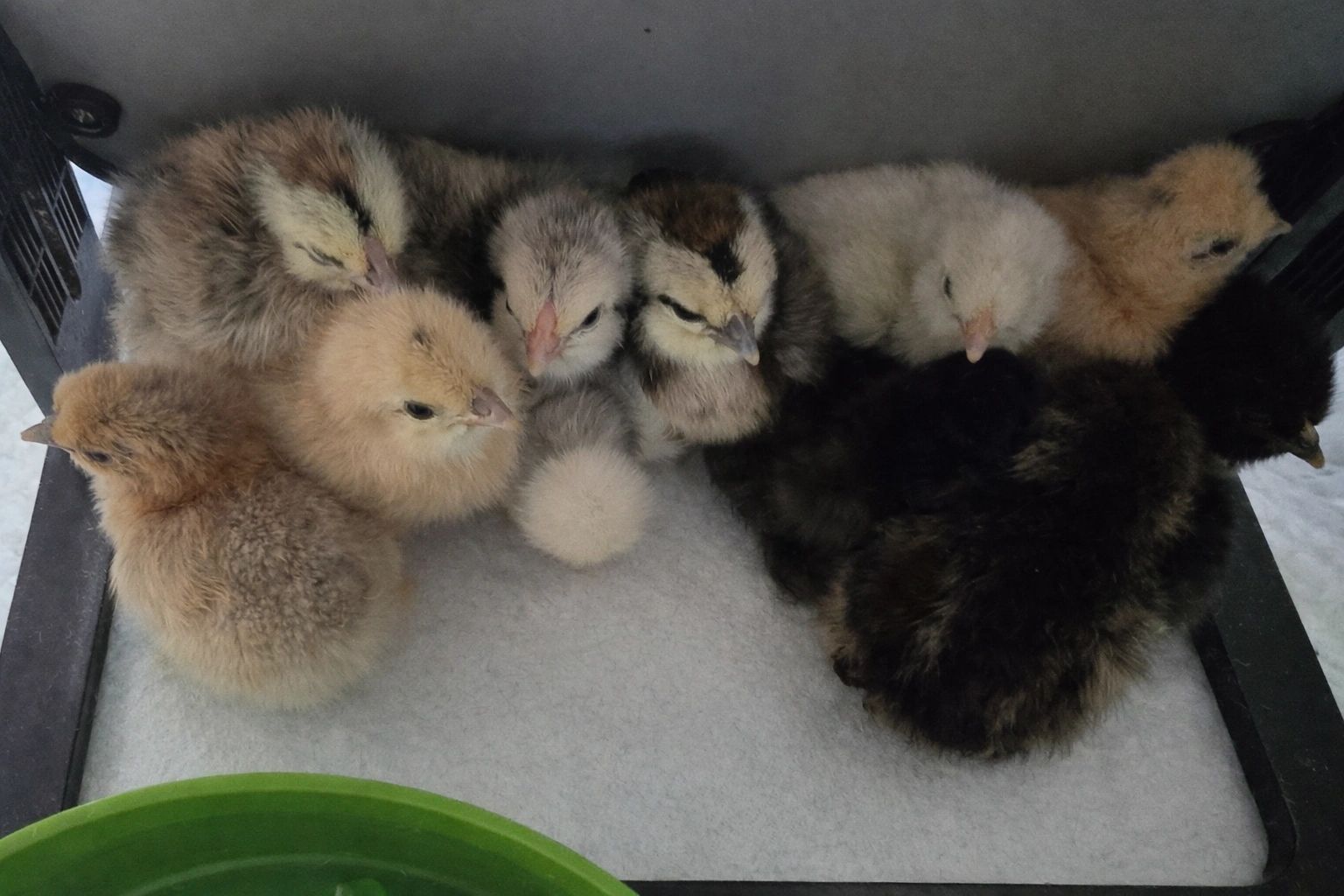 Hatching is in progress at Whimsy Meadows 🐣