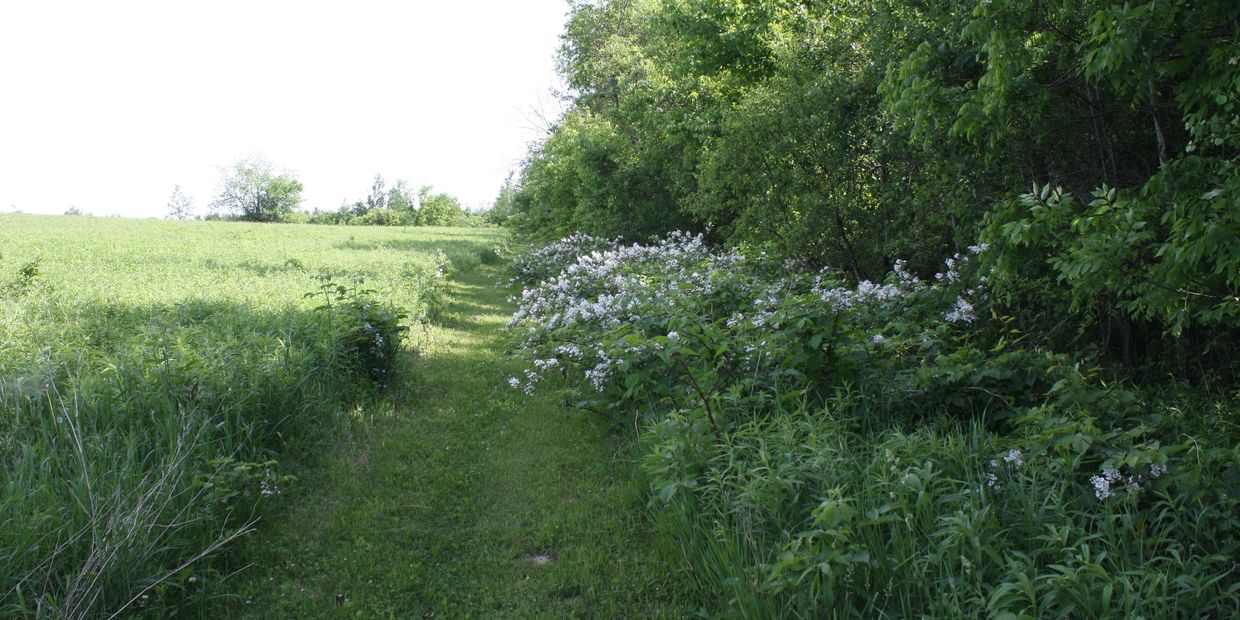 A green path with wildflowers alongside bushes and trees.