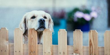 Fences to keep you pets save and secure in your yard.