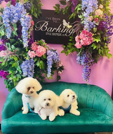 Bichon groomers Lisburn Northern Ireland
Full groom teddy cut 