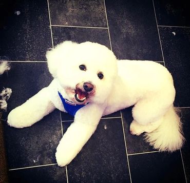 Bichon
full groom teddy cut