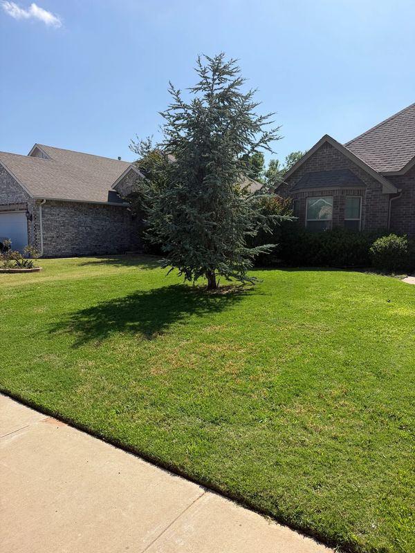 Tree casting shadow on a lush green lawn near a house.