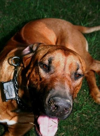 DUMA, Stud Dog, (red wheaten)  127 LBS, AKC OFA