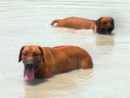 Most Ridgbacks are not great swimmers due the density of their bone and muscle mass, but they will spend hours up to their chest in the water on a hot day. Duma and Vasi out for a swim.