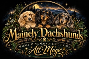 Mainely Dachshunds