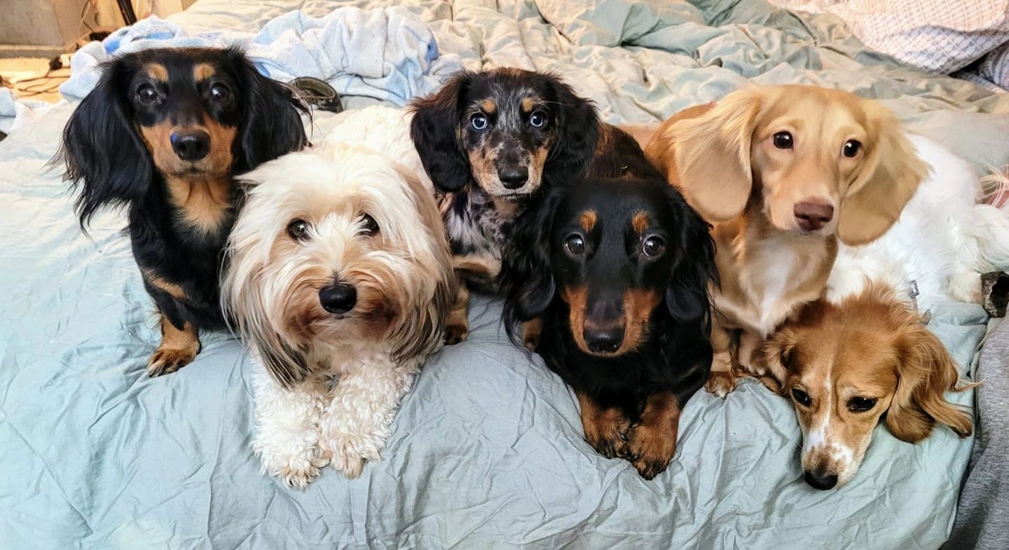 Miniature Dachshunds