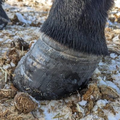 Horse hoof with signs of lamanitis