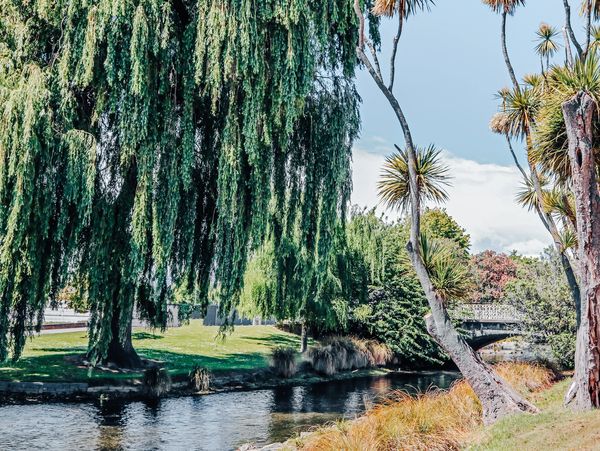 A Large full green willow tree with a river near by.