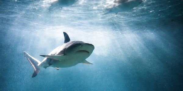 A shark swimming underwater with light rays filtering through.