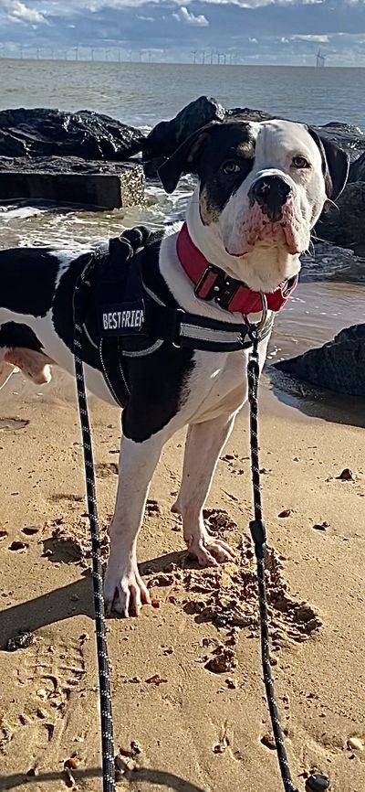 Black and white dog wearing a harness on a sandy beach with rocks and ocean in the background.