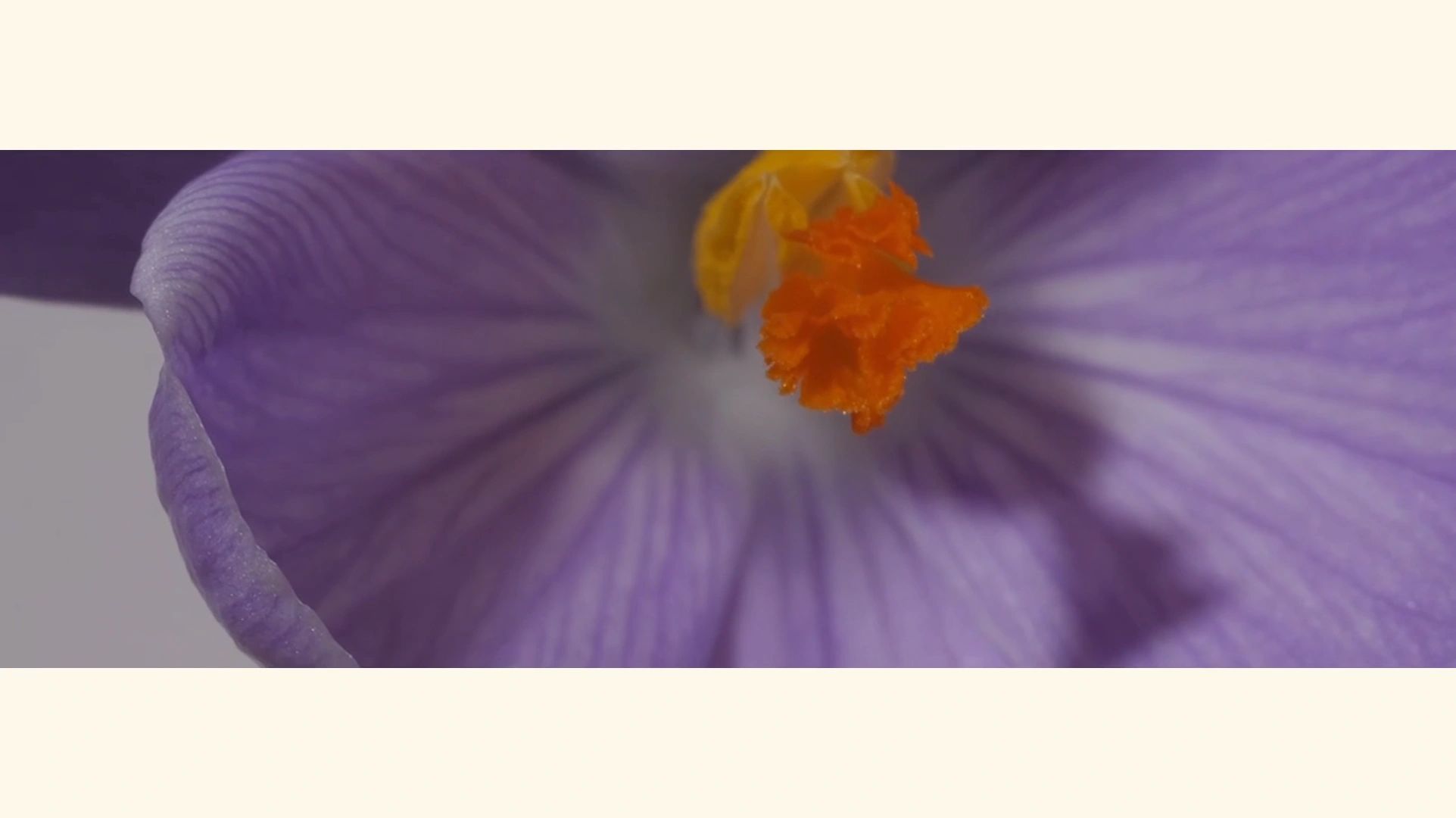 https://img1.wsimg.com/isteam/ip/f7696866-26c7-4542-ad48-7c2c1bca5d7c/thumbnails/thumbnail-b4c76a22-eeee-41af-b04b-88c322618b3f.png
