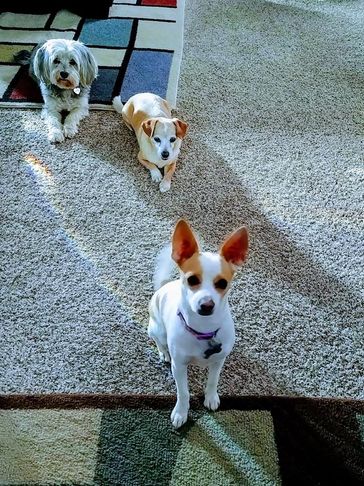 Axiously waiting for another sample of Maddy's Chicken Jerky dog treats