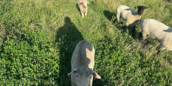 dorset sheep,