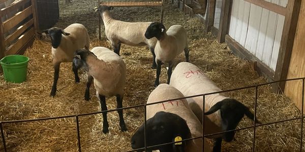 suffolk sheep, nsip, registered