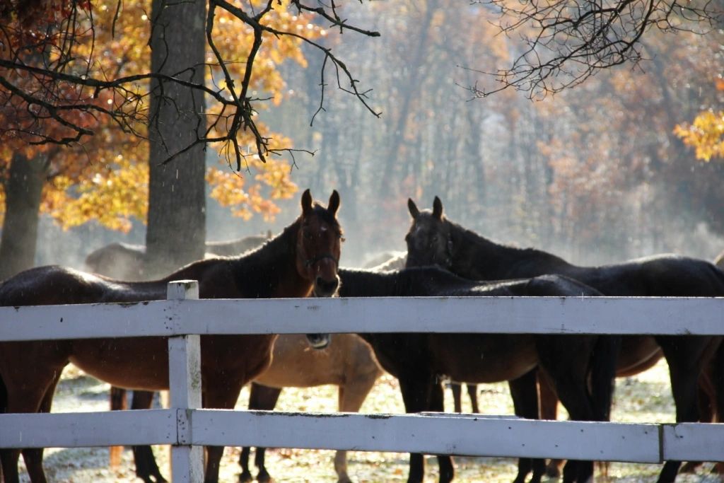 Wolf Lake Ranch - Guest Ranch, Horseback Riding, Family Vacations