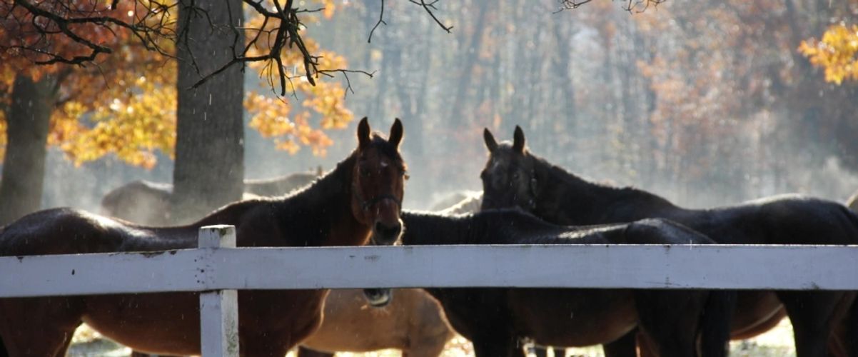 Misty morning horses at Wolf Lake Ranch