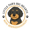 Little Paws -  Big Hearts  Mini Bernadoodles