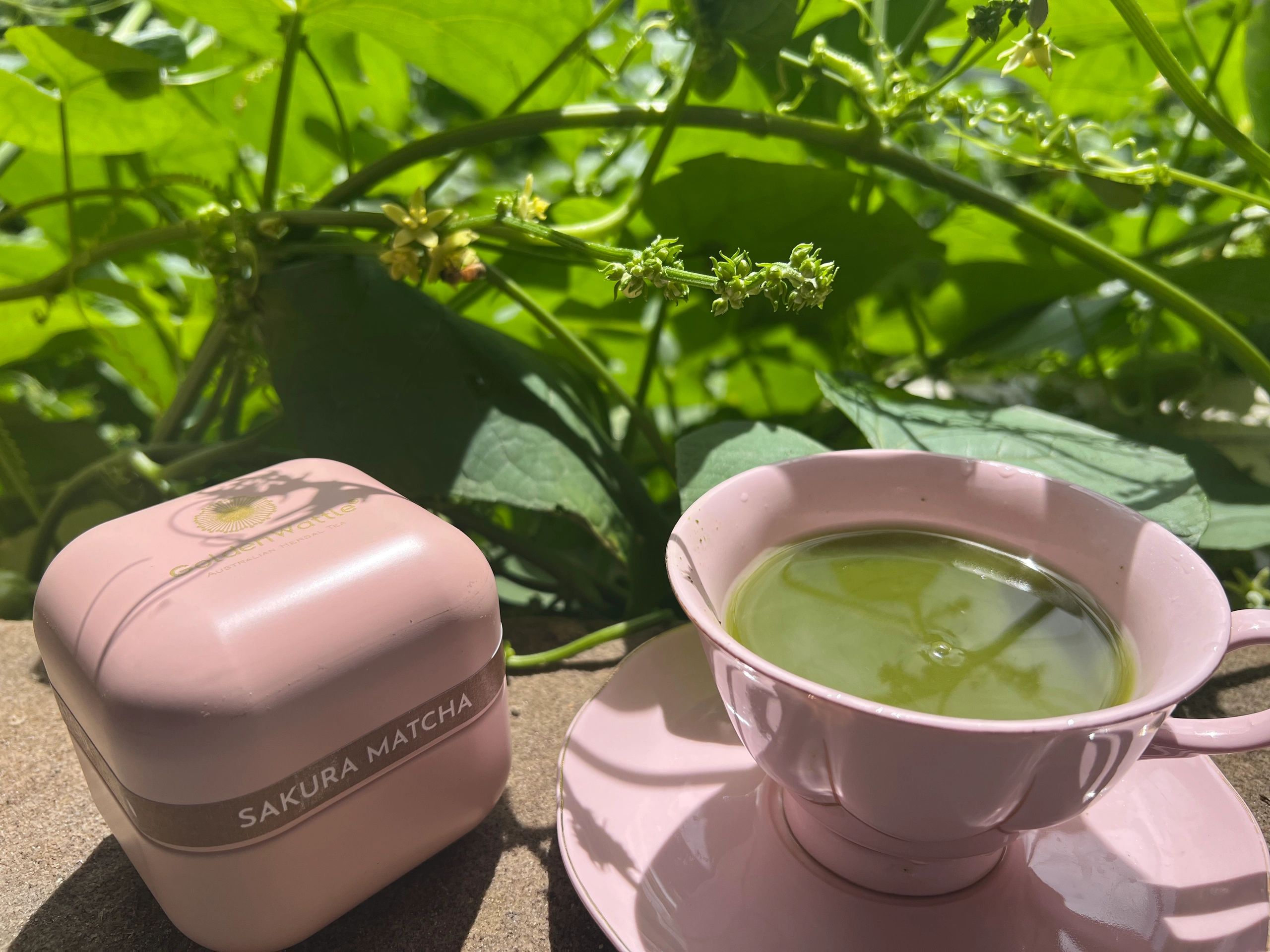 Organic Herbal Tea Australia Fresh Blends Golden Wattle Tea