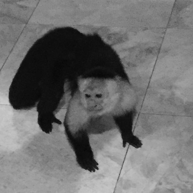 Smidge 11yr old capuchin rescue from Miami. 
#capuchin