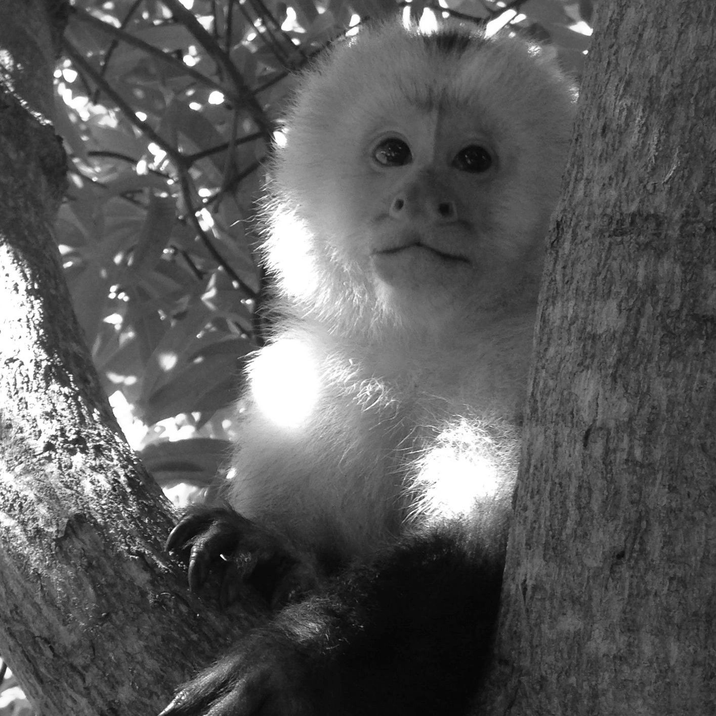 Mowgli: capuchin rescue from Texas 