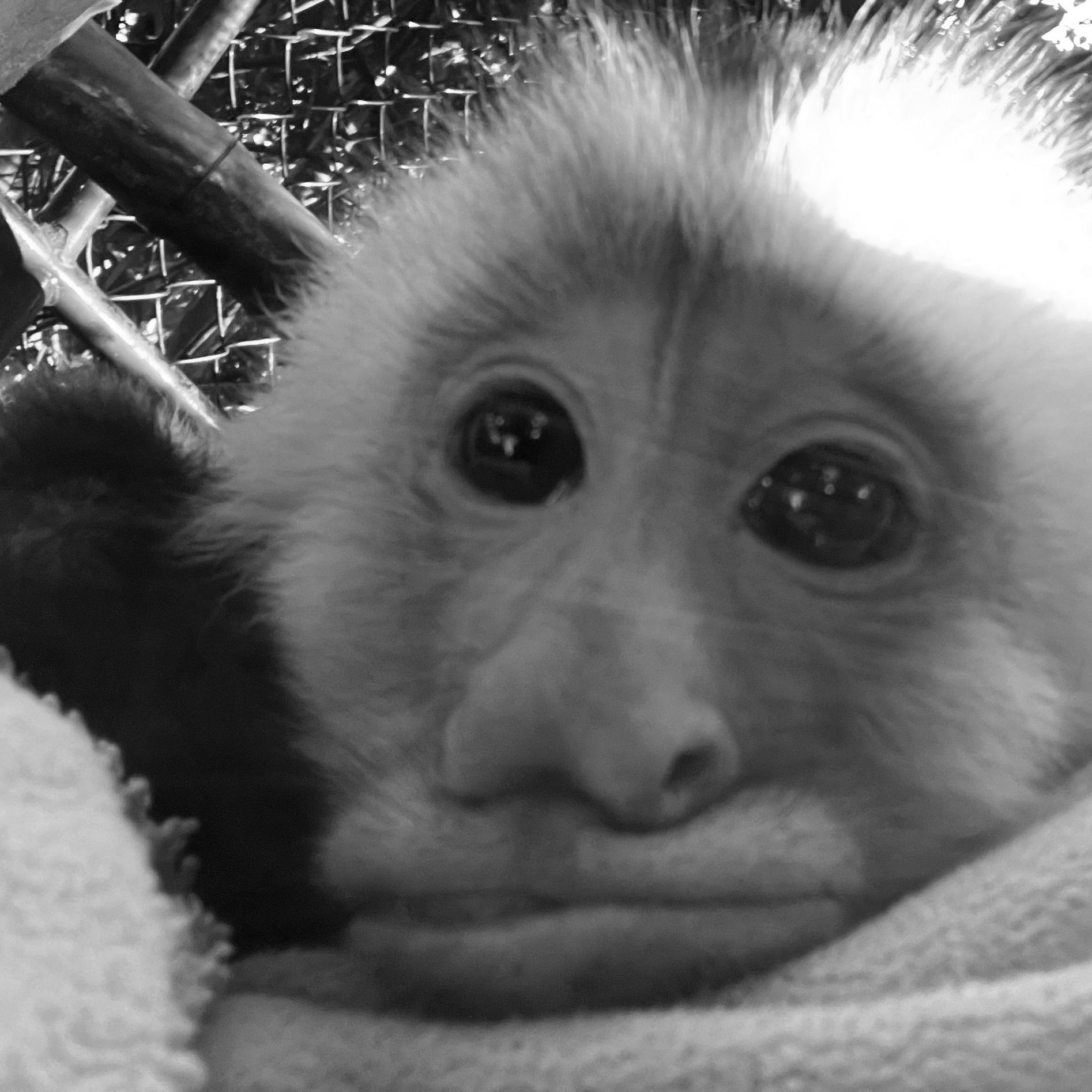 Iggy: capuchin rescue from mississippi 