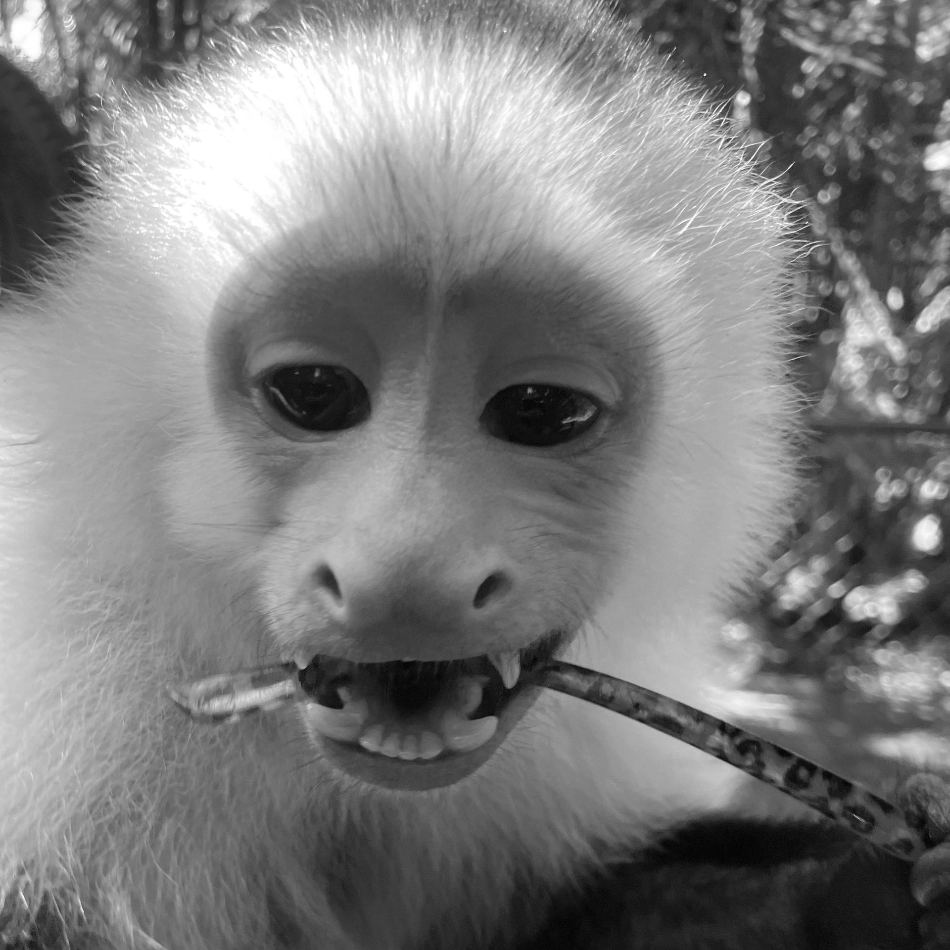 Armani: 7 year old capuchin rescue from misssouri. 
#capuchin