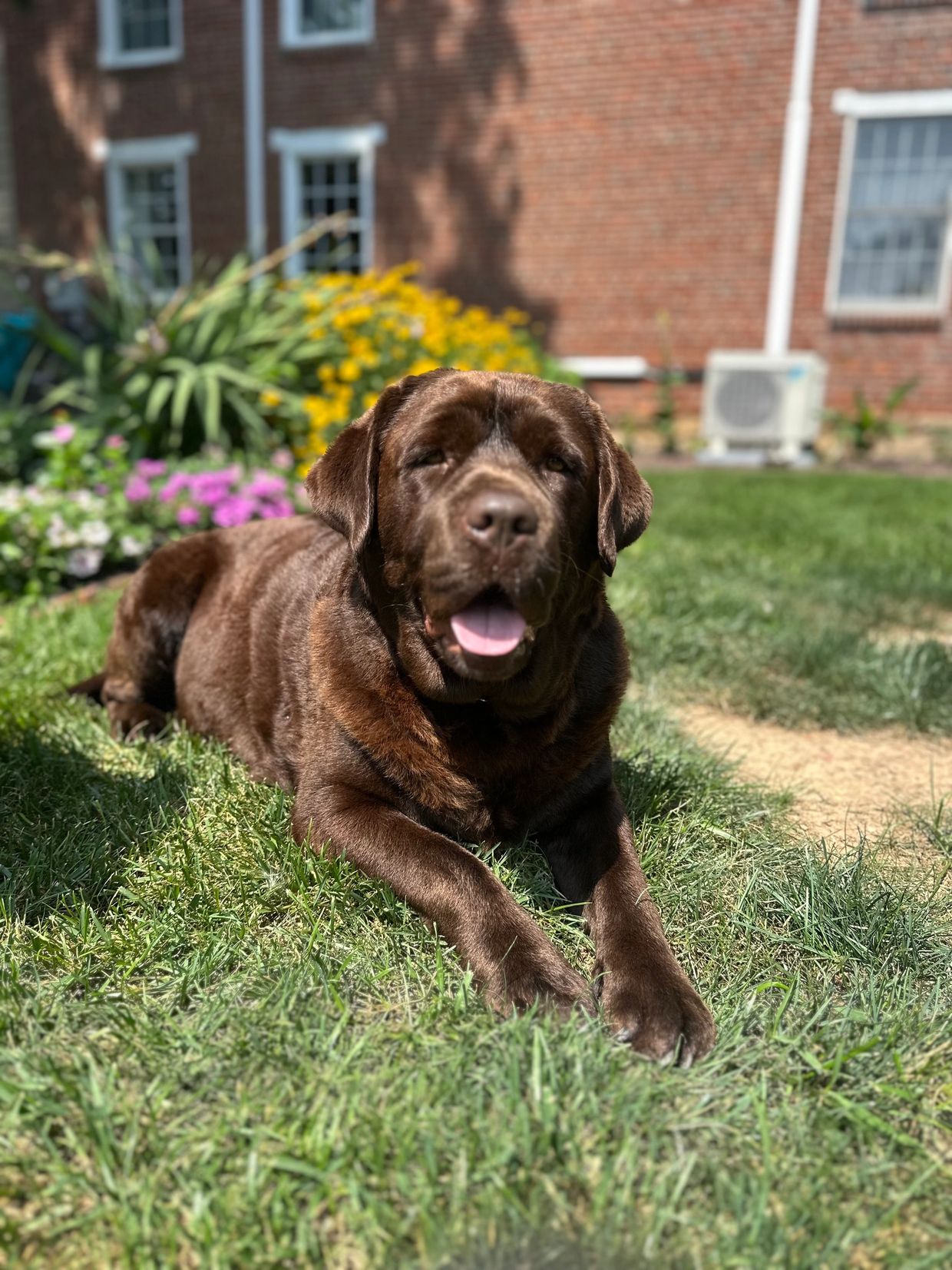 A happy chocolate Labrador lying on grass in a sunny garden.