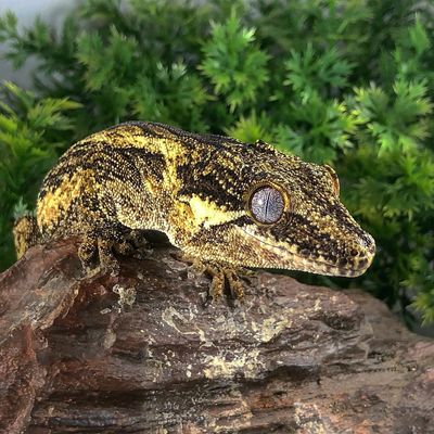 Gargoyle Gecko On Rock