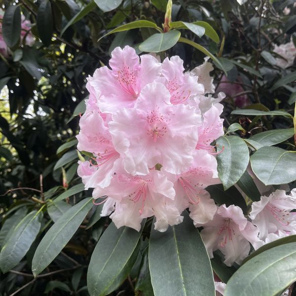 Cluster of soft pink rhododendron flowers surrounded by green leaves.