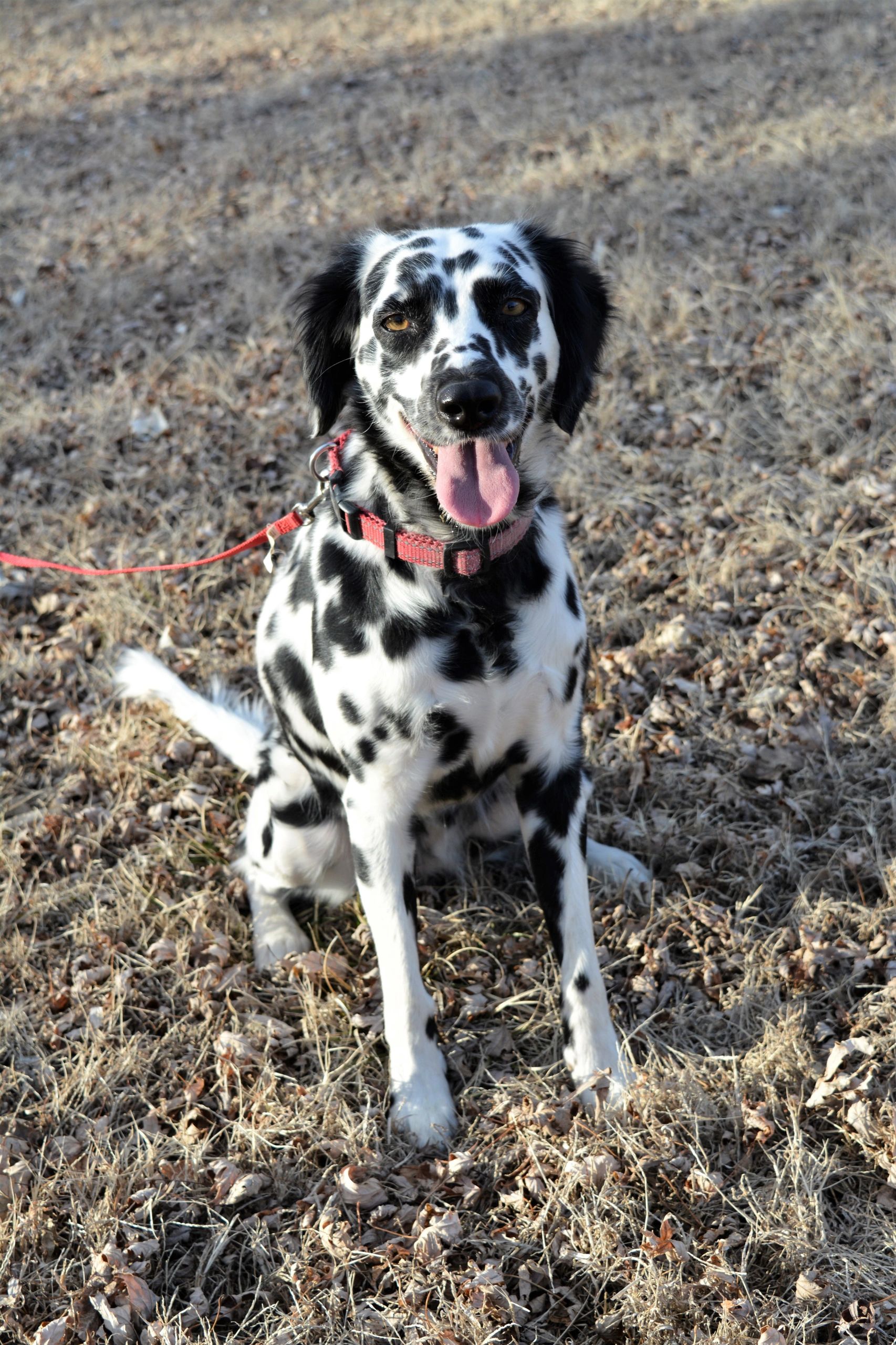 long coated dalmatian