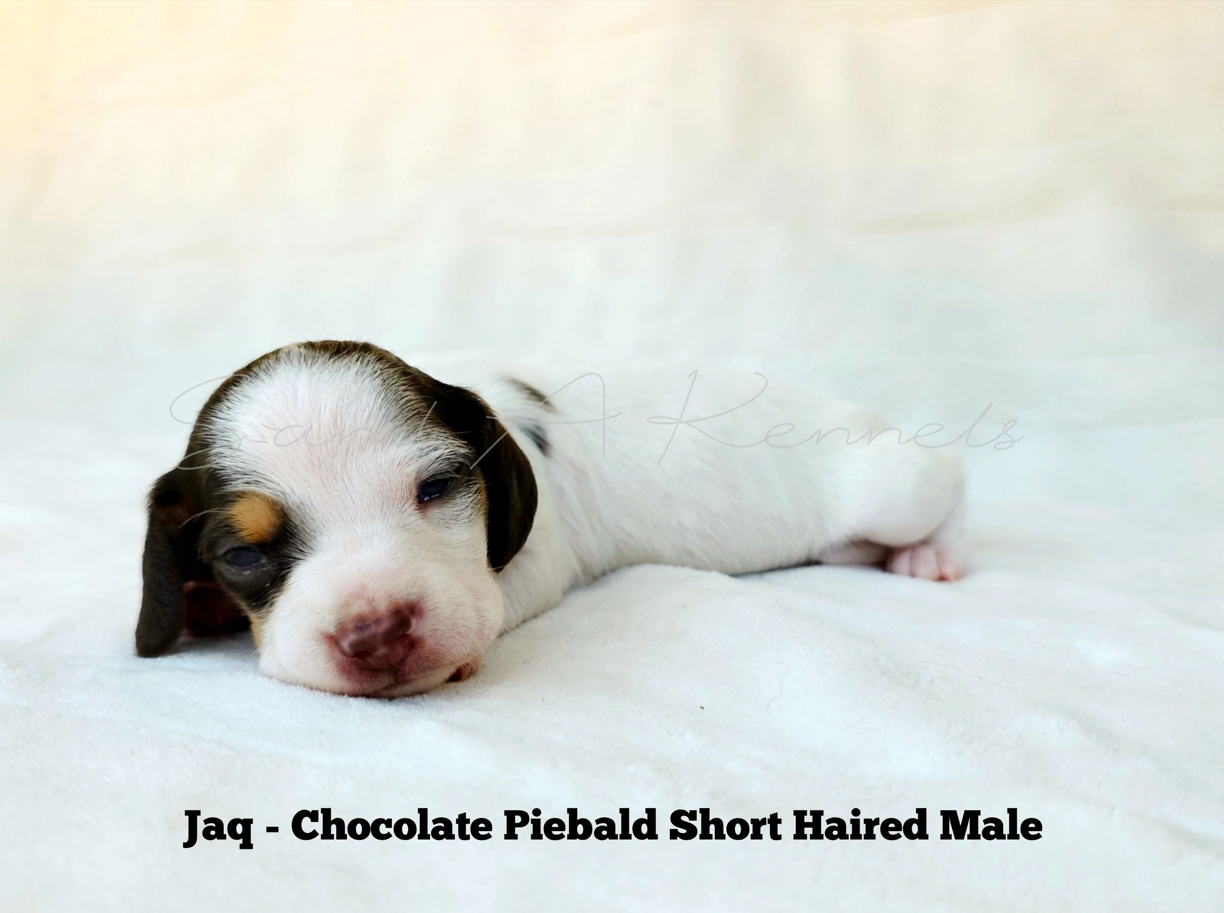 Chocolate piebald short-haired male puppy lying down.