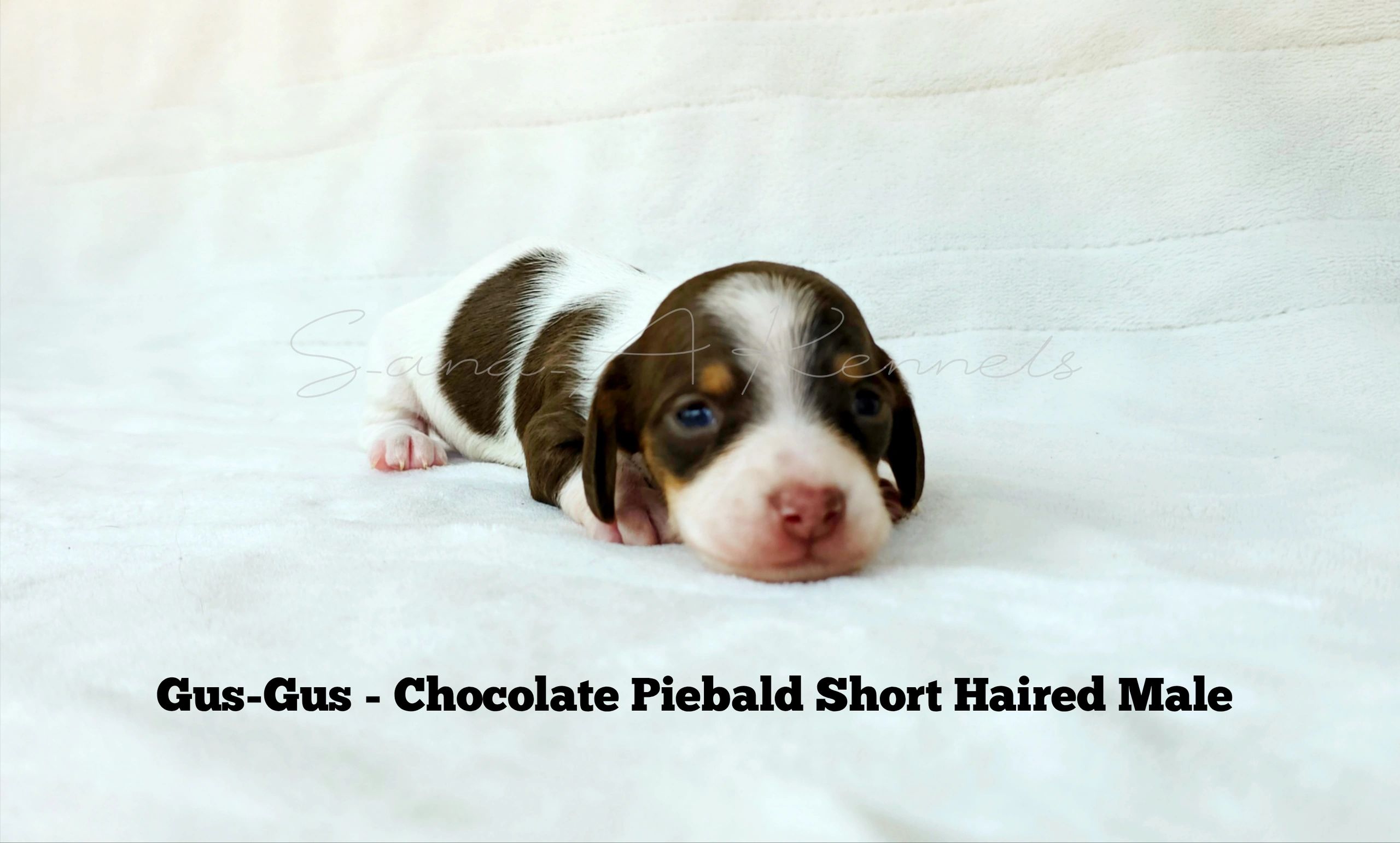 Cute chocolate piebald puppy lying down.
