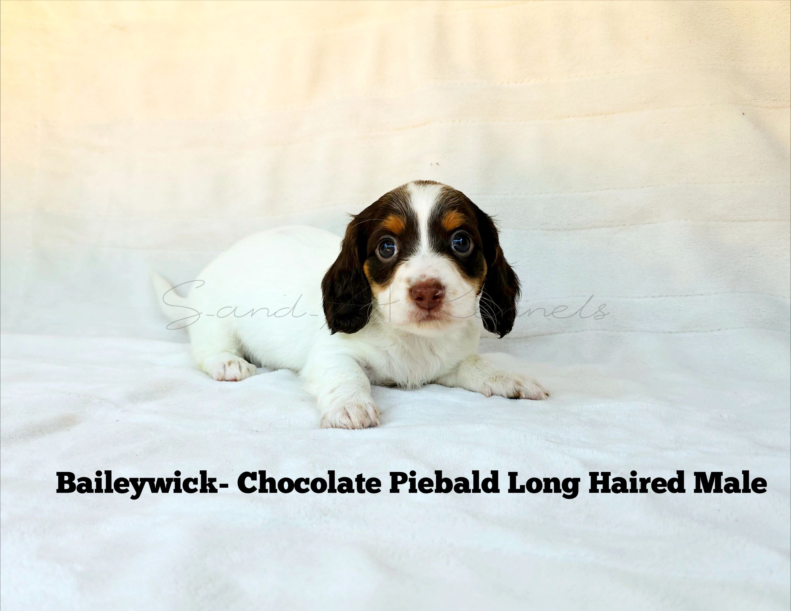 Chocolate piebald puppy lying down.