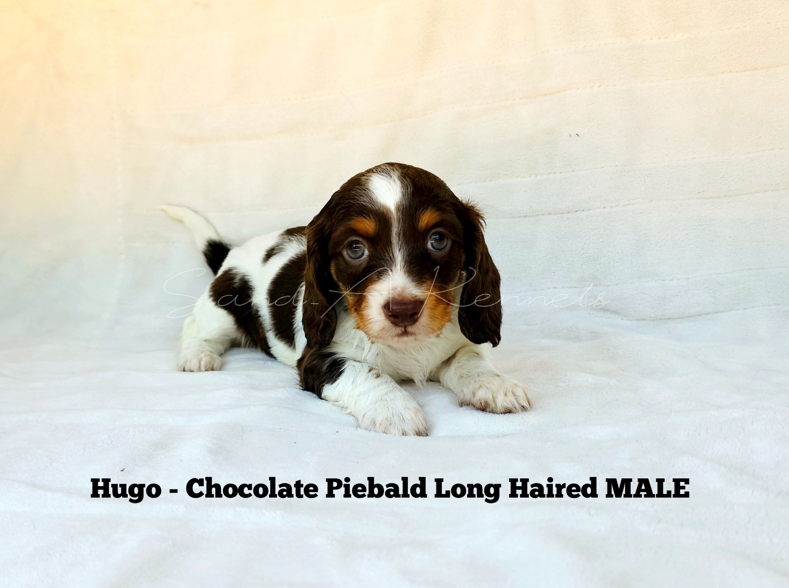 A chocolate piebald long-haired puppy named Hugo.