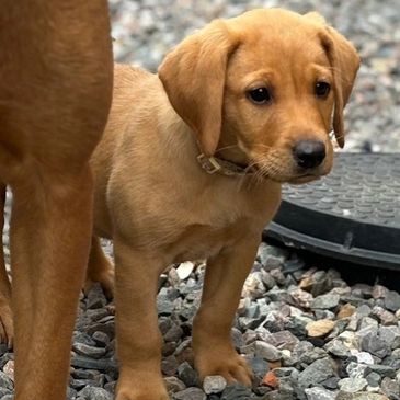 A cute golden puppy standing on gravel beside another dog.