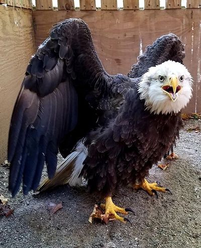 This Bald Eagle had lead poisoning, which was treated with a Chelation therapy and was released.