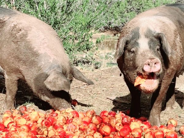 Two large, pink pigs enjoy a mushy pile of peaches