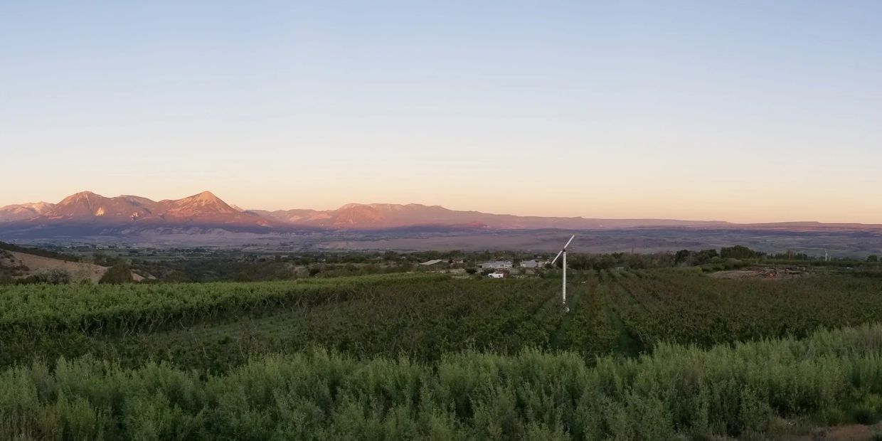 Sunset over the orchard casts a pink glow on the West Elk Mountains